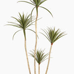 Four tropical palm trees on a white background