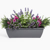Gray rectangular planter with a variety of flowers and greenery on a white background