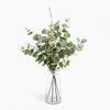 Bouquet of eucalyptus in a clear glass vase on a white background
