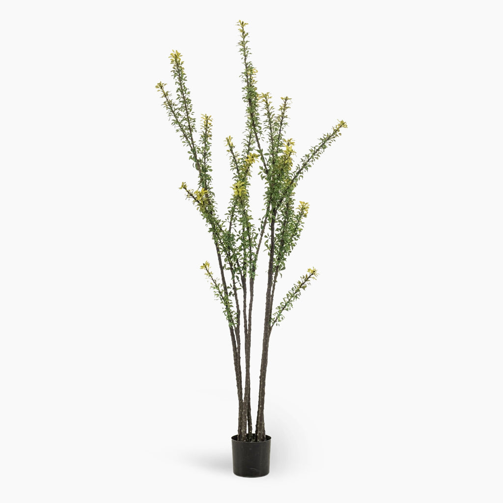 Tall, fine-foliage tree on white background 