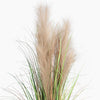 Pampas grass with green and beige plumes on a white background