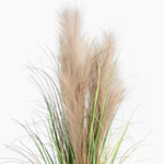 Pampas grass with green and beige plumes on a white background