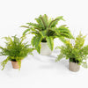 Three potted fern plants on a white background