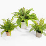Three potted fern plants on a white background