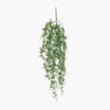 Hanging green plant on a white background