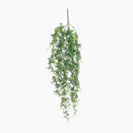Hanging green plant on a white background