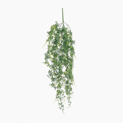 Hanging green plant on a white background