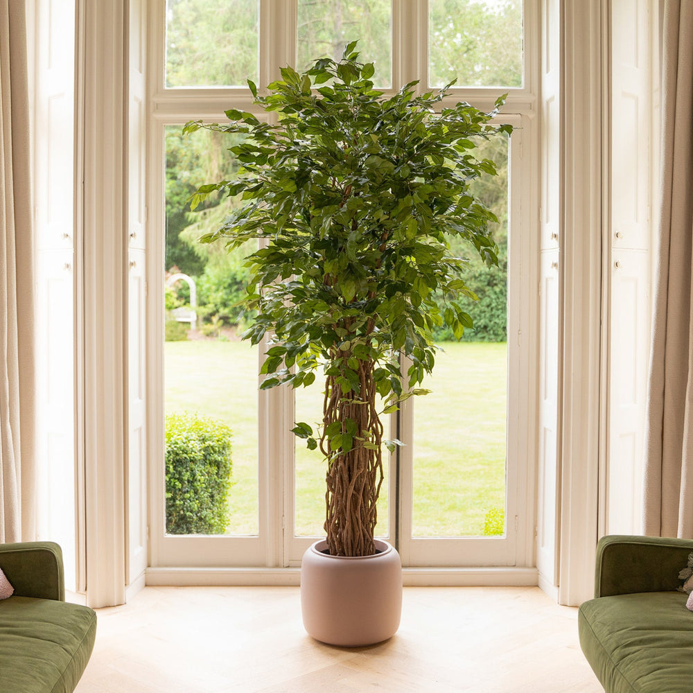 Potted plant in a room with large windows and green outdoor view