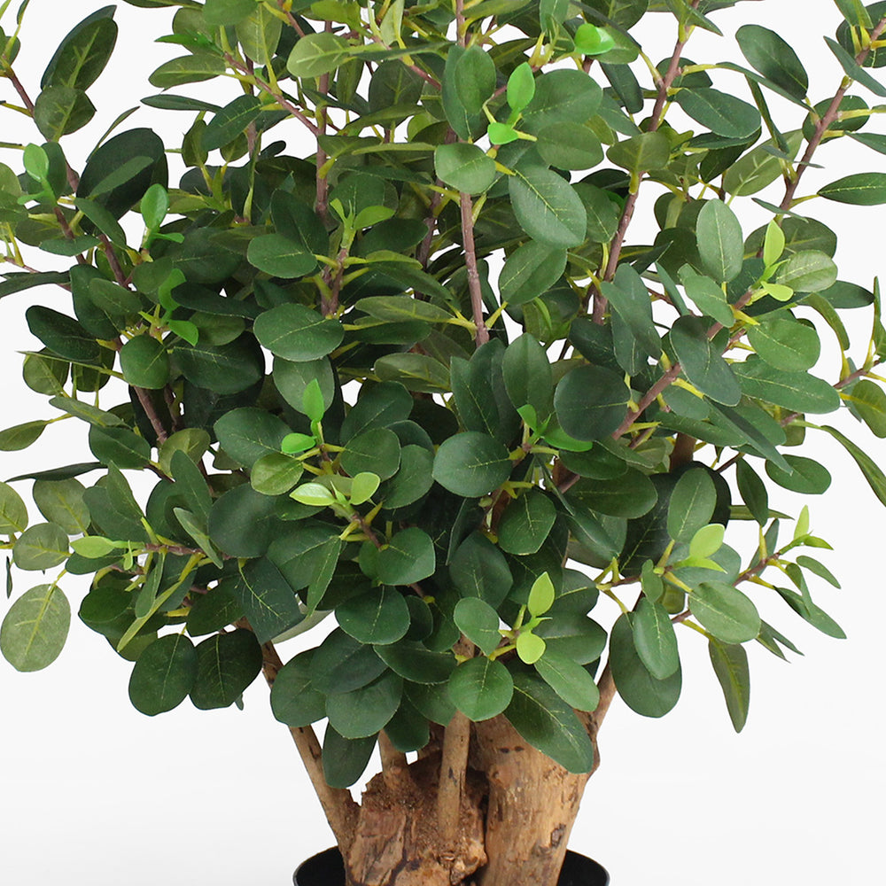 Potted plant with green leaves on a white background
