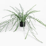 Potted fern plant on a white background