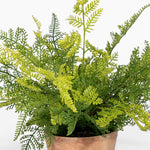 Potted fern plant with green leaves on a white background