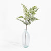 Clear glass vase with a single green fern branch on a white background