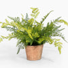 Potted fern plant on a white background