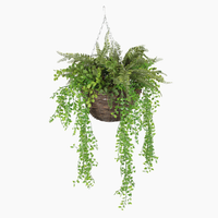 Hanging basket with green ferns on a white background