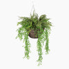 Hanging basket with green ferns on a white background