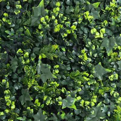 Close-up of a dense patch of green ivy leaves