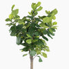 Artificial fiddle leaf fig tree on a white background