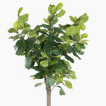 Artificial fiddle leaf fig tree on a white background