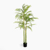 Potted palm tree on a white background