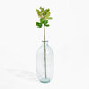 Clear glass vase with a single green stem on a white background