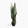 Sansevieria