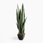 Sansevieria