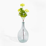 Clear glass vase with green plant on a white background
