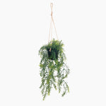 Hanging green plant in a black pot on a white background