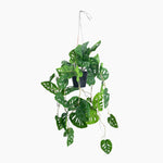 Hanging green plant with leafy branches on a white background