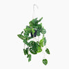 Hanging green plant with leafy branches on a white background