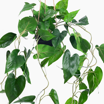 Green leafy plant on a white background