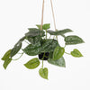 Hanging green plant with speckled leaves on a white background