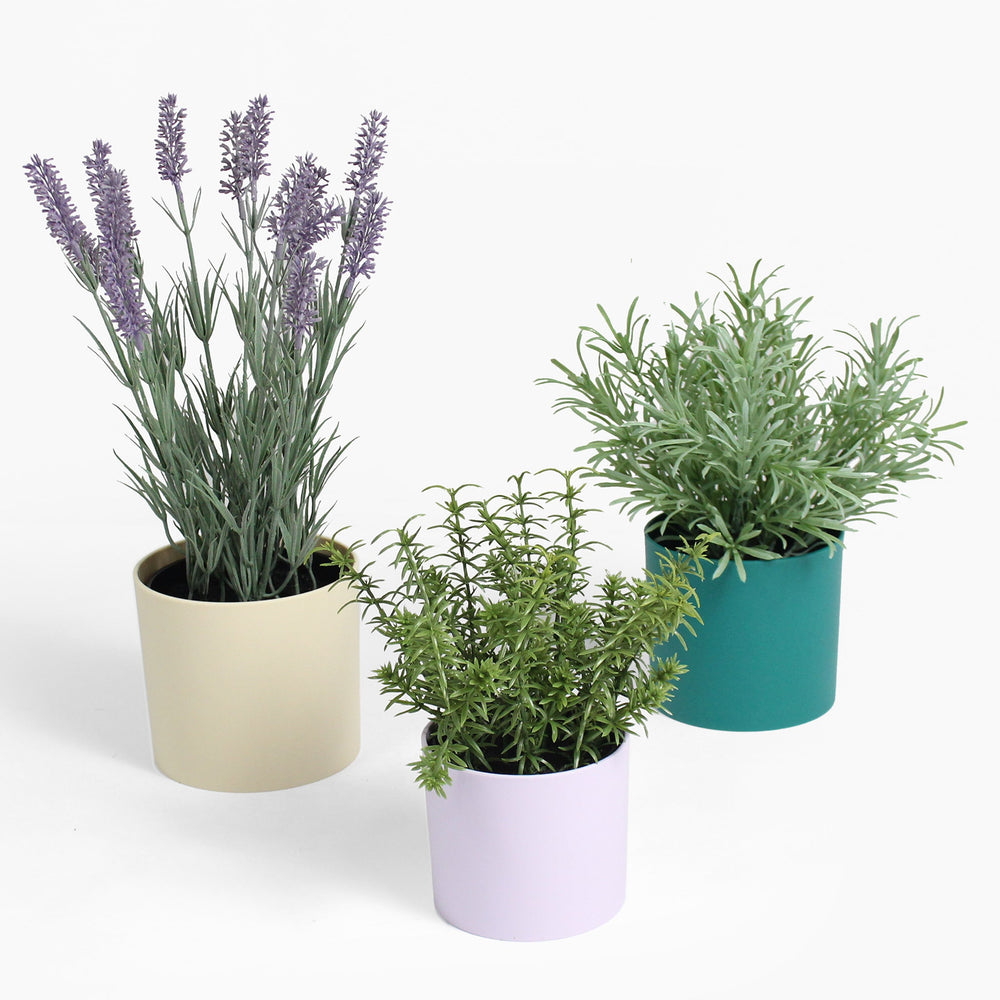 Three potted plants in different colors on a white background