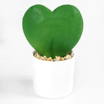 Artificial hoya heart in white plastic planter on white background