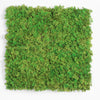 Square piece of green moss on a white background