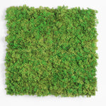 Square piece of green moss on a white background