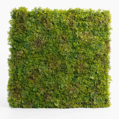Square piece of green moss on a white background