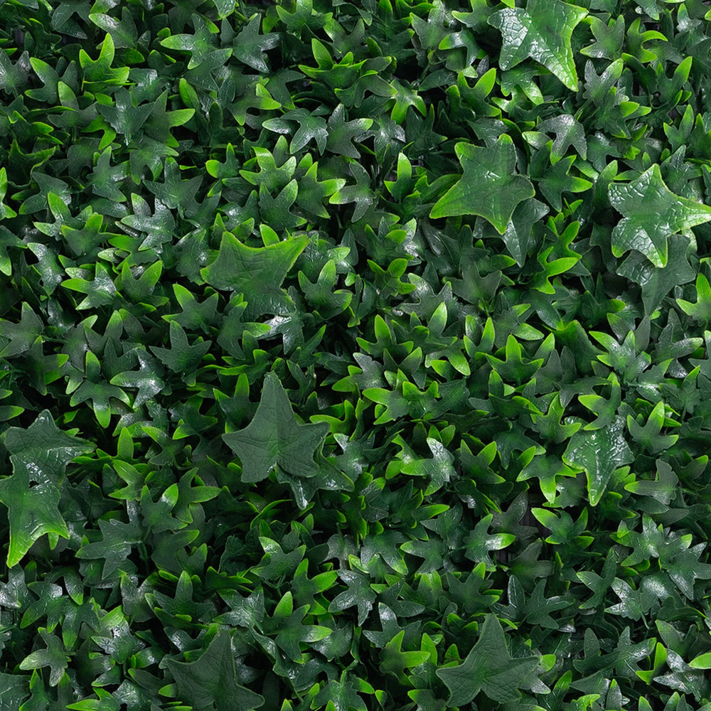 Close-up of green ivy leaves