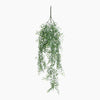 Hanging green plant on a white background