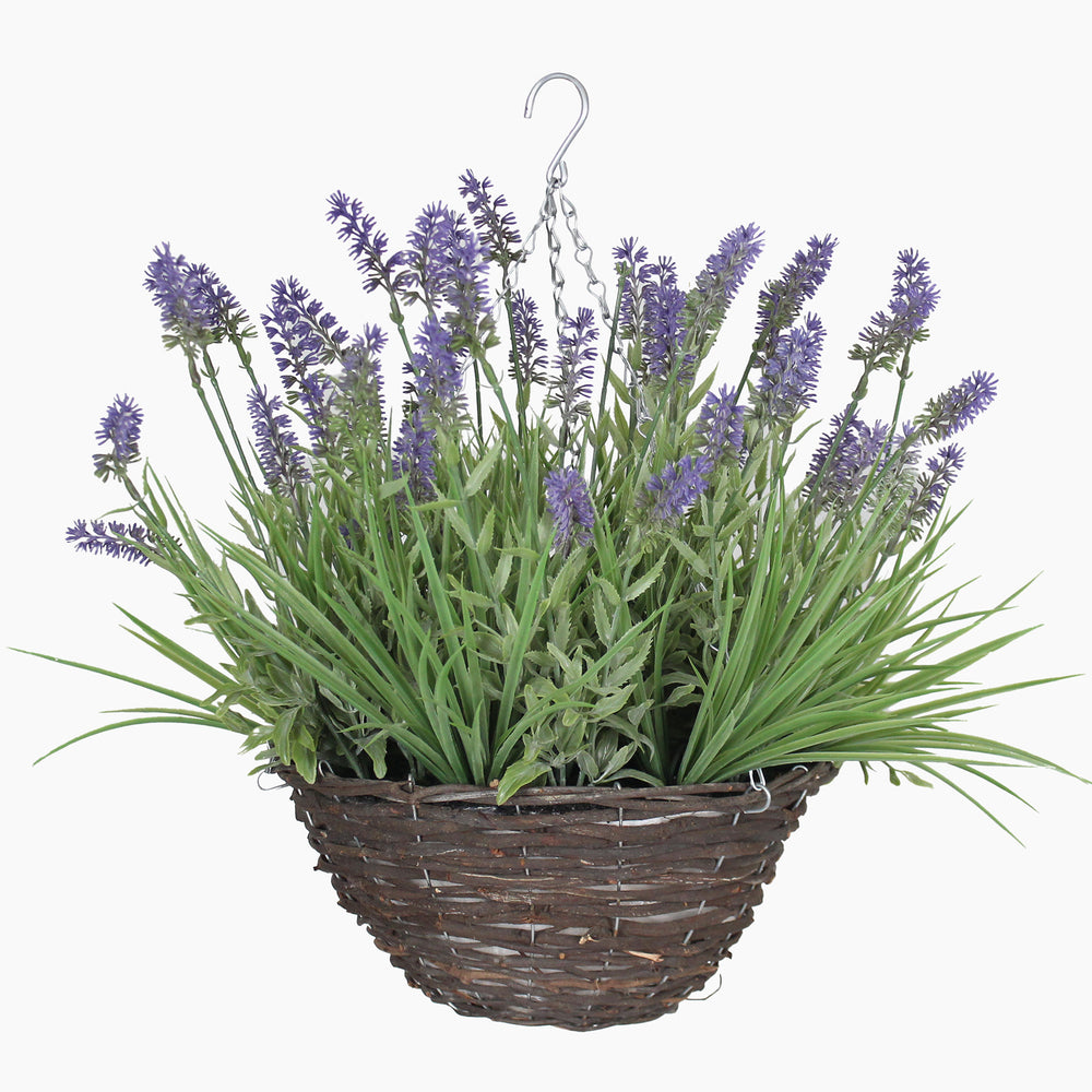 Hanging basket with lavender plant on a white background