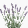 Illustration of lavender flowers with green leaves on a white background