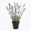 Potted plant with lavender flowers on a white background