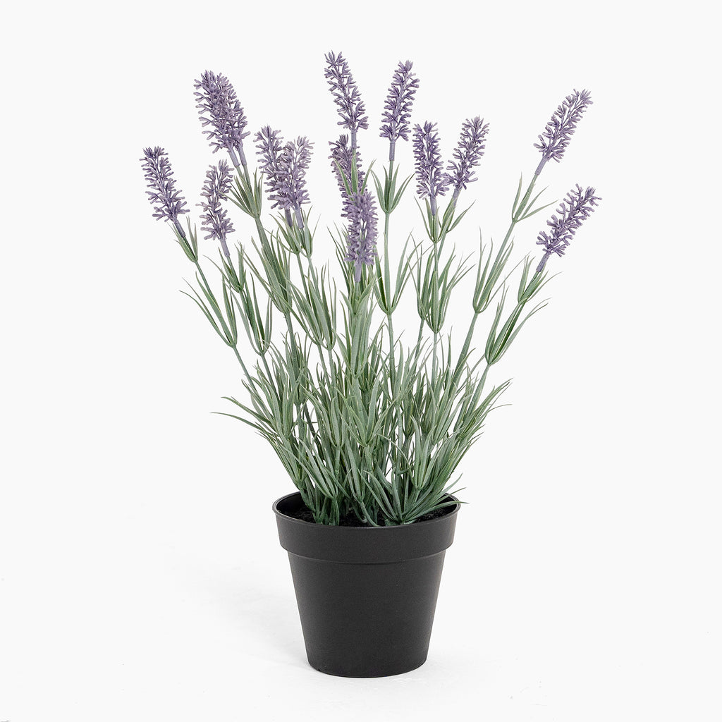 Potted plant with lavender flowers on a white background