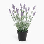 Potted plant with lavender flowers on a white background