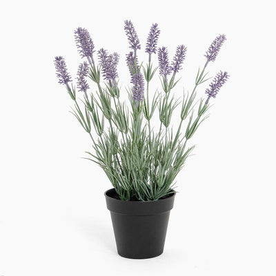 Potted plant with lavender flowers on a white background