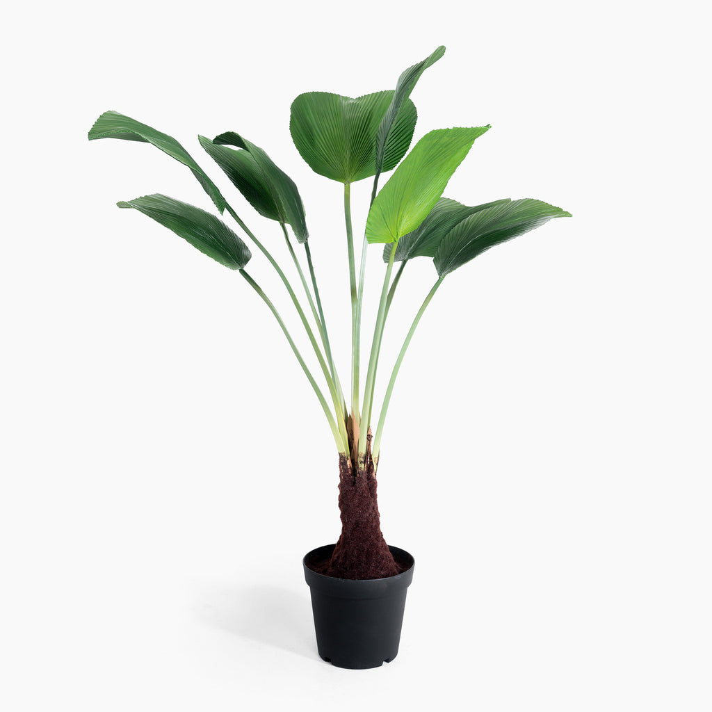 Potted plant with green leaves on a white background