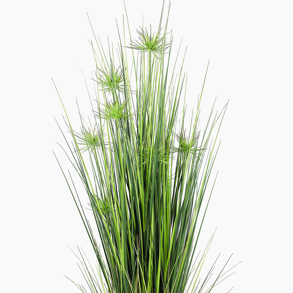 Green grass plant on a white background