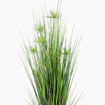 Green grass plant on a white background