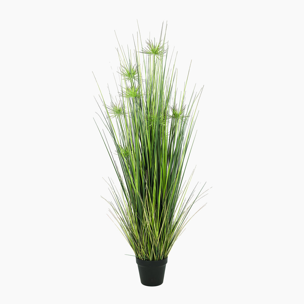 Mace grass plant