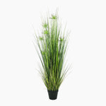 Mace grass plant